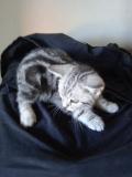 British shorthair silver tabby cuccioli Britishshorthairsilvertabbycuccioli.jpg