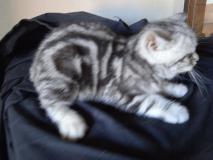 British shorthair silver tabby cuccioli Britishshorthairsilvertabbycuccioli1.jpg