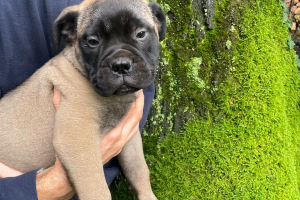 Cucciolo di Bullmastiff cucciolodibullmastiff.jpg