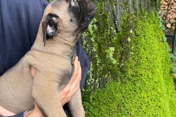 Cucciolo di Bullmastiff cucciolodibullmastiff1.jpg