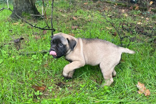 Cucciolo di Bullmastiff cucciolodibullmastiff12.jpg