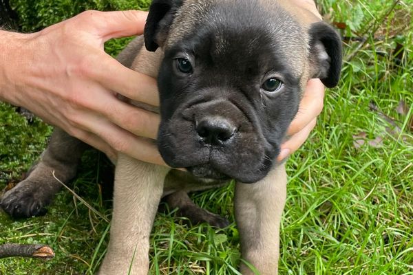 Cucciolo di Bullmastiff cucciolodibullmastiff123.jpg