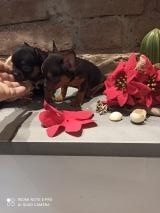 Chihuahua maschi 2 fratellini nero focato non mix Pinscher puri chihuahua micro Chihuahuamaschi2fratellininerofocatononmixPinscherpurichihuahuamicro65giorni.jpg