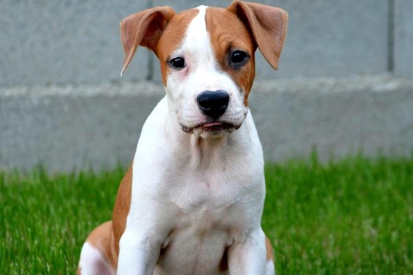 Stafford Terrier americano ALTA QUALITÀ staffordterrieramericanoaltaqu123.jpg