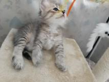 Gatto siberiano ipoallergenico Gattosiberianoipoallergenico1.jpg