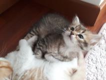 Gatto siberiano ipoallergenico Gattosiberianoipoallergenico12345678.jpg