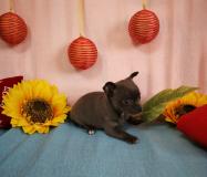 Chihuahua femmina blu con occhi chiari toy Chihuahuafemminabluconocchichiaritoy123.jpg