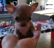 Chihuahua femmina blu con occhi chiari toy Chihuahuafemminabluconocchichiaritoy1234.jpg