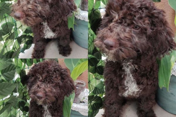 Lagotto Romagnolo cuccioli in vendita lagottoromagnolocuccioliinvend.jpg