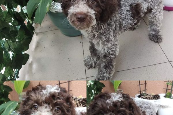 Lagotto Romagnolo cuccioli in vendita lagottoromagnolocuccioliinvend1.jpg