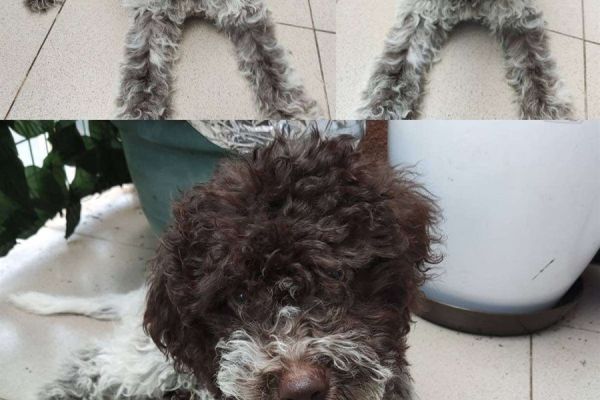 Lagotto Romagnolo cuccioli in vendita lagottoromagnolocuccioliinvend12.jpg