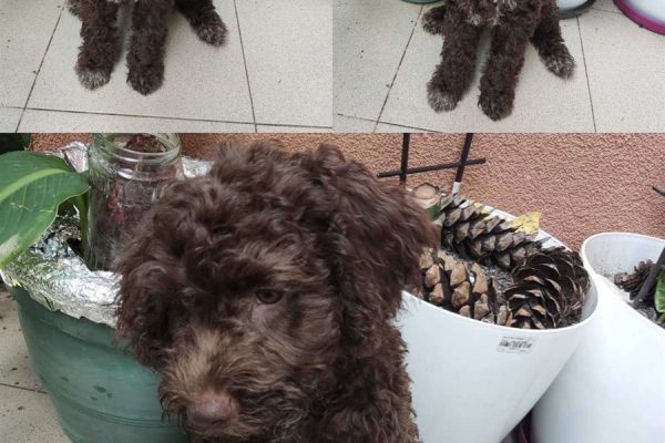 Lagotto Romagnolo cuccioli in vendita lagottoromagnolocuccioliinvend123.jpg