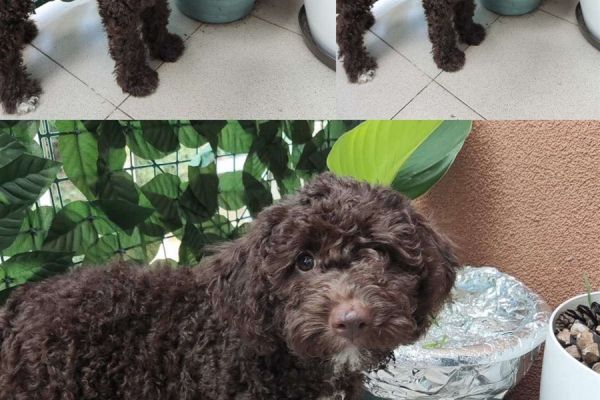 Lagotto Romagnolo cuccioli in vendita lagottoromagnolocuccioliinvend1234.jpg