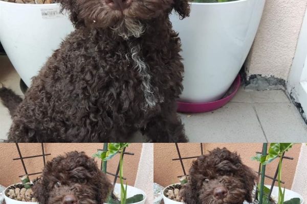 Lagotto Romagnolo cuccioli in vendita lagottoromagnolocuccioliinvend12345.jpg