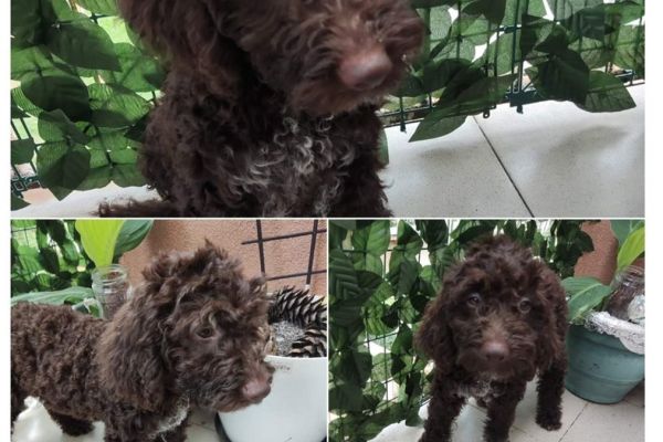 Lagotto Romagnolo cuccioli in vendita lagottoromagnolocuccioliinvend123456.jpg