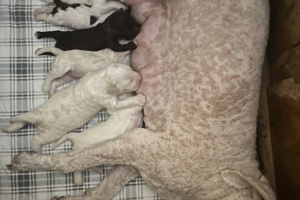 Lagotto Romagnolo cuccioli in vendita lagottoromagnolocuccioliinvend12345678.jpg