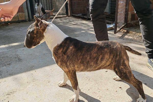 Bull terrier cuccioli in vendita bullterriercuccioliinvendita12.jpg