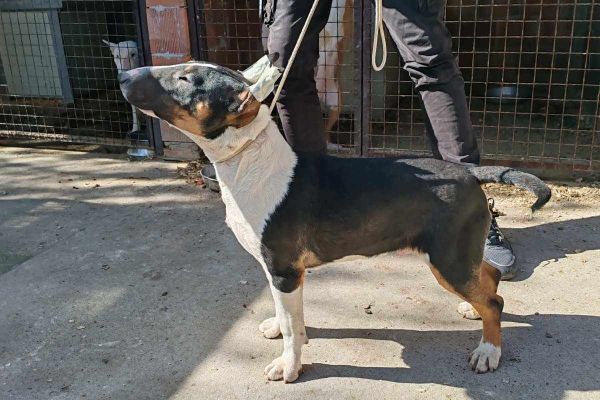 Bull terrier cuccioli in vendita bullterriercuccioliinvendita123.jpg