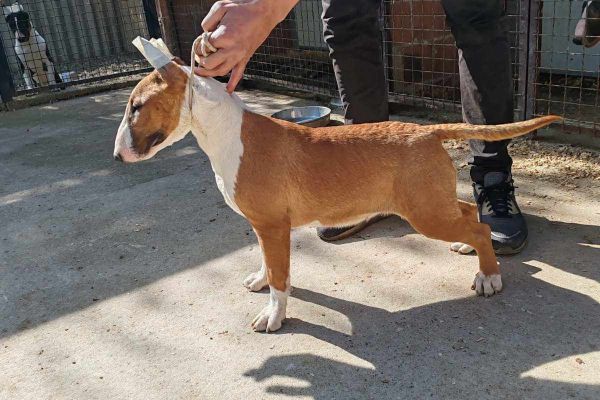 Bull terrier cuccioli in vendita bullterriercuccioliinvendita1234.jpg