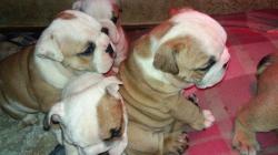 MERAVIGLIOSI BULLDOG INGLESI CON PEDIGREE MERAVIGLIOSIBULLDOGINGLESICONPEDIGREE.jpg