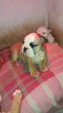 MERAVIGLIOSI BULLDOG INGLESI CON PEDIGREE MERAVIGLIOSIBULLDOGINGLESICONPEDIGREE1.jpg