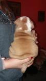 MERAVIGLIOSI BULLDOG INGLESI CON PEDIGREE MERAVIGLIOSIBULLDOGINGLESICONPEDIGREE123.jpg