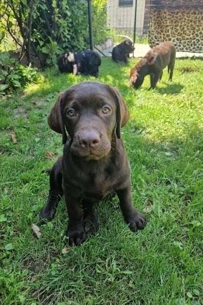 Cuccioli labrador cioccolato con Pedigree cucciolilabradorcioccolatoconp.jpg