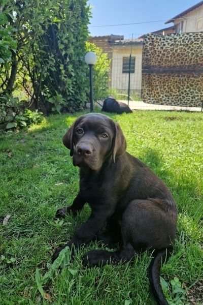 Cuccioli labrador cioccolato con Pedigree cucciolilabradorcioccolatoconp1.jpg