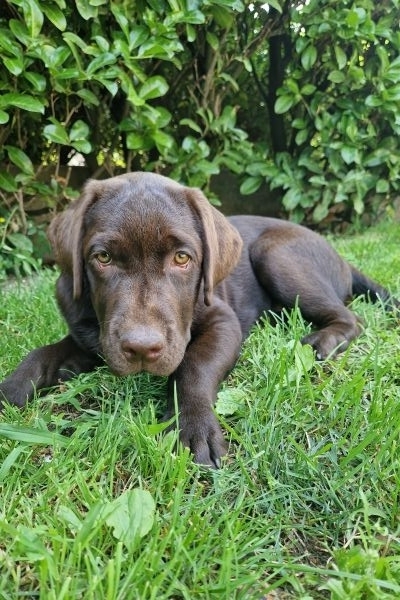 Cuccioli labrador cioccolato con Pedigree cucciolilabradorcioccolatoconp12.jpg