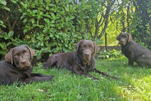 Cuccioli labrador cioccolato con Pedigree cucciolilabradorcioccolatoconp123.jpg