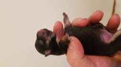 Chihuahua Chihuahua12345.jpg