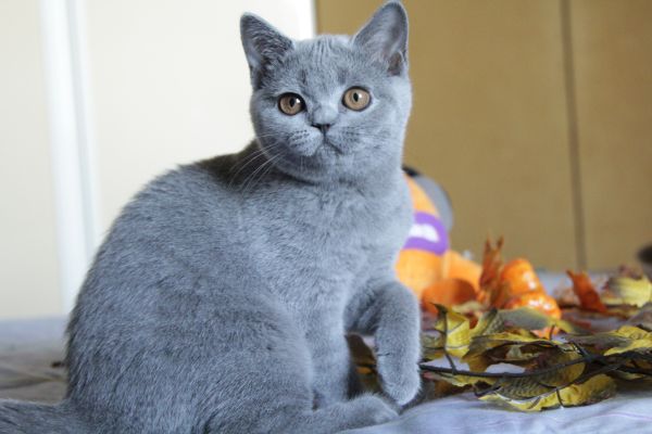 Femmina blu british Shorthair femminablubritishshorthair.jpeg