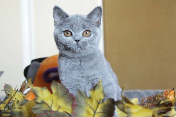 Femmina blu british Shorthair femminablubritishshorthair1.jpeg