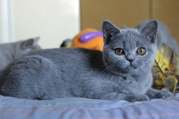 Femmina blu british Shorthair femminablubritishshorthair12.jpeg
