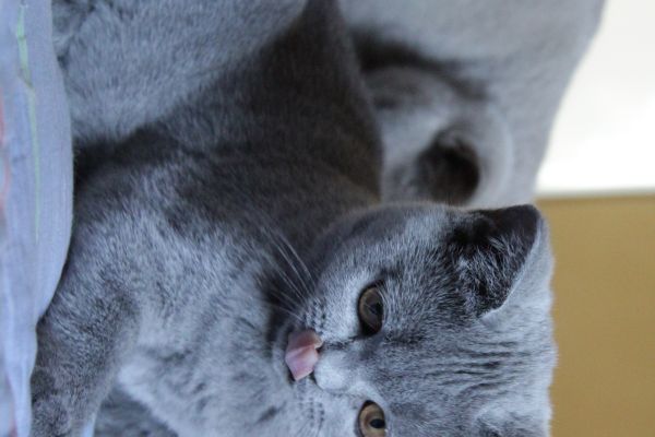 Femmina blu british Shorthair femminablubritishshorthair123.jpeg