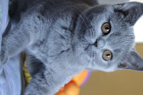 Femmina blu british Shorthair femminablubritishshorthair1234.jpeg