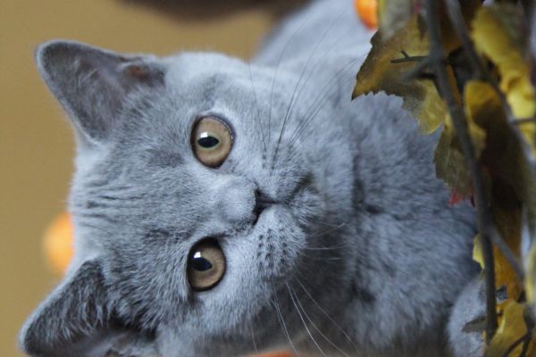 Femmina blu british Shorthair femminablubritishshorthair12345.jpeg