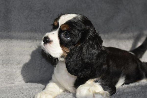 CAVALIER KING CHARLES SPANIEL cavalierkingcharlesspaniel-6350fb393b5fd.jpg