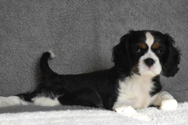 CAVALIER KING CHARLES SPANIEL cavalierkingcharlesspaniel-6350fb3980f9e.jpg