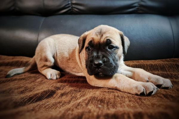 Cane Corso Cuccioli canecorsocuccioli12.jpg