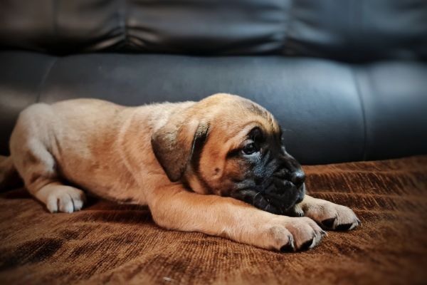 Cane Corso Cuccioli canecorsocuccioli1234567.jpg