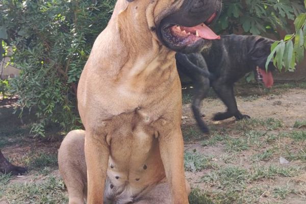 Cane Corso Cuccioli canecorsocuccioli123456789.jpg