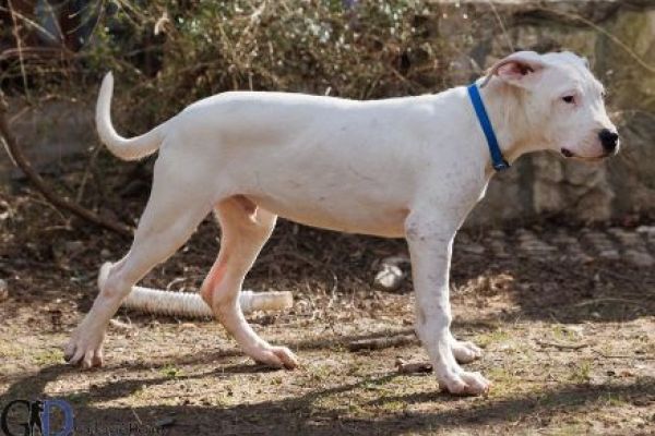 Dogo Argentino cuccioli in vendita dogoargentinocuccioliinvendita.jpg