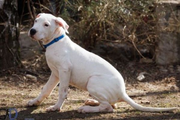 Dogo Argentino cuccioli in vendita dogoargentinocuccioliinvendita1.jpg