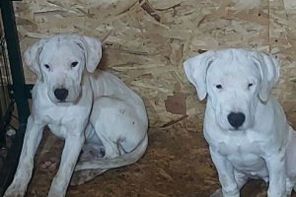 Dogo Argentino cuccioli in vendita dogoargentinocuccioliinvendita123.jpg