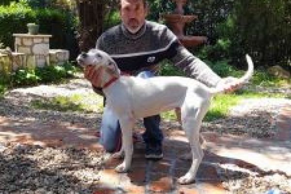 Dogo Argentino cuccioli in vendita dogoargentinocuccioliinvendita123456.jpg