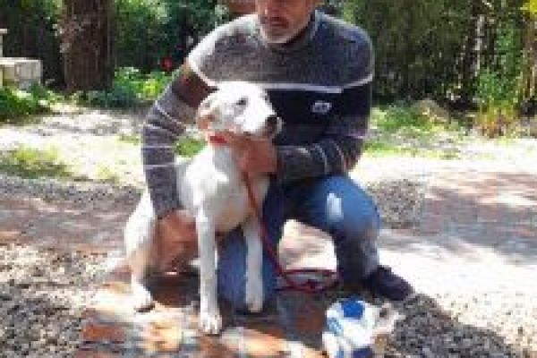 Dogo Argentino cuccioli in vendita dogoargentinocuccioliinvendita1234567.jpg