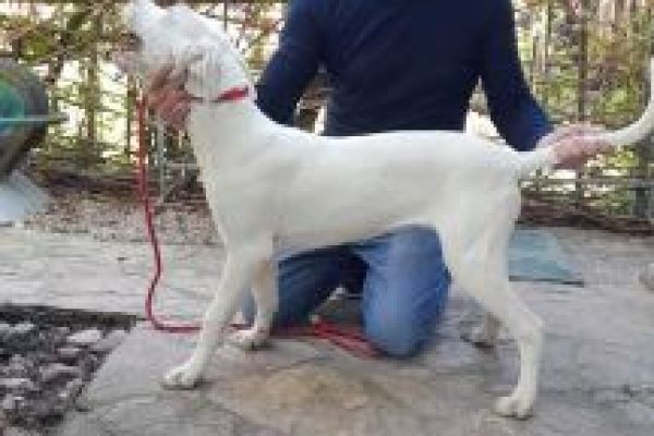 Dogo Argentino cuccioli in vendita dogoargentinocuccioliinvendita12345678.jpg