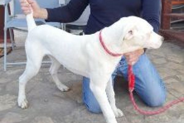 Dogo Argentino cuccioli in vendita dogoargentinocuccioliinvendita123456789.jpg