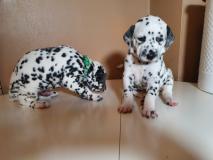 Dalmata cuccioli maschio e femmina Dalmatacucciolimaschioefemmina.jpg